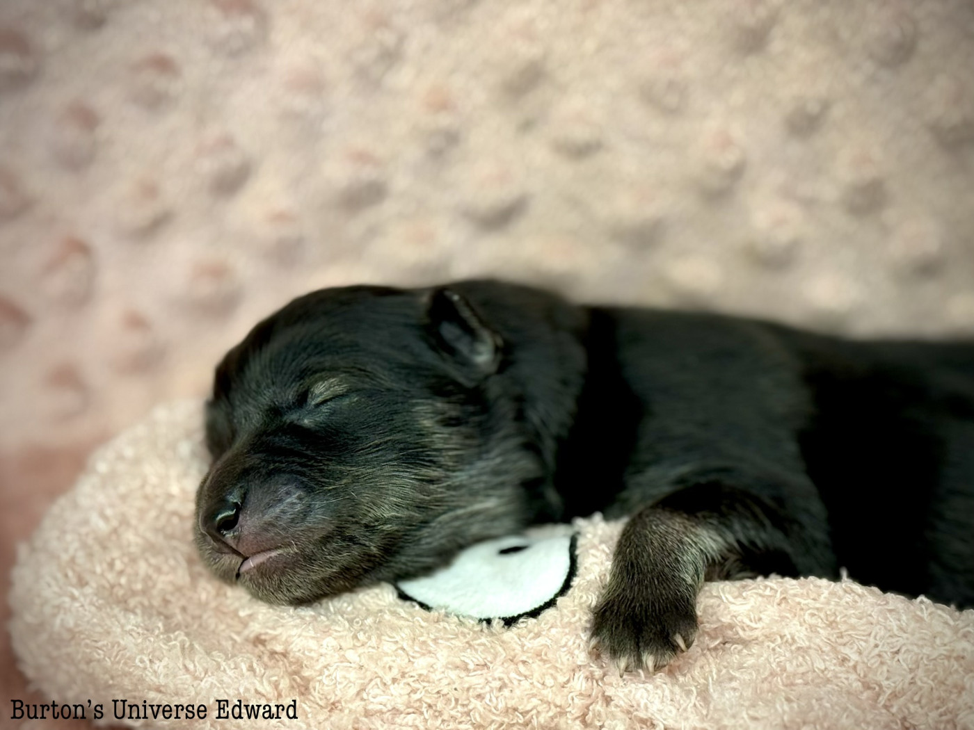 Des Rêves D'Heda - Chiots disponibles - Chien finnois de Laponie