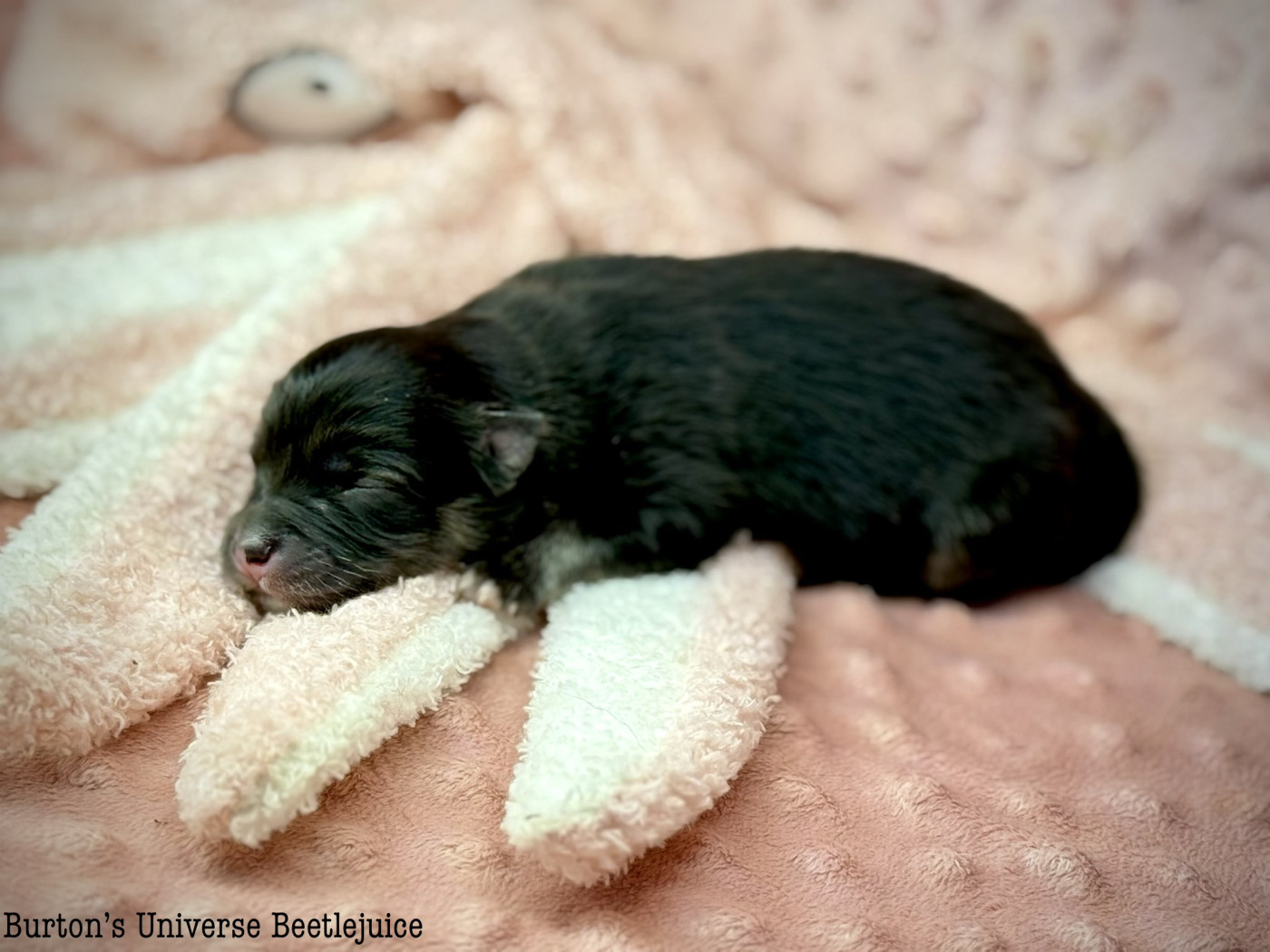 Des Rêves D'Heda - Chiots disponibles - Chien finnois de Laponie