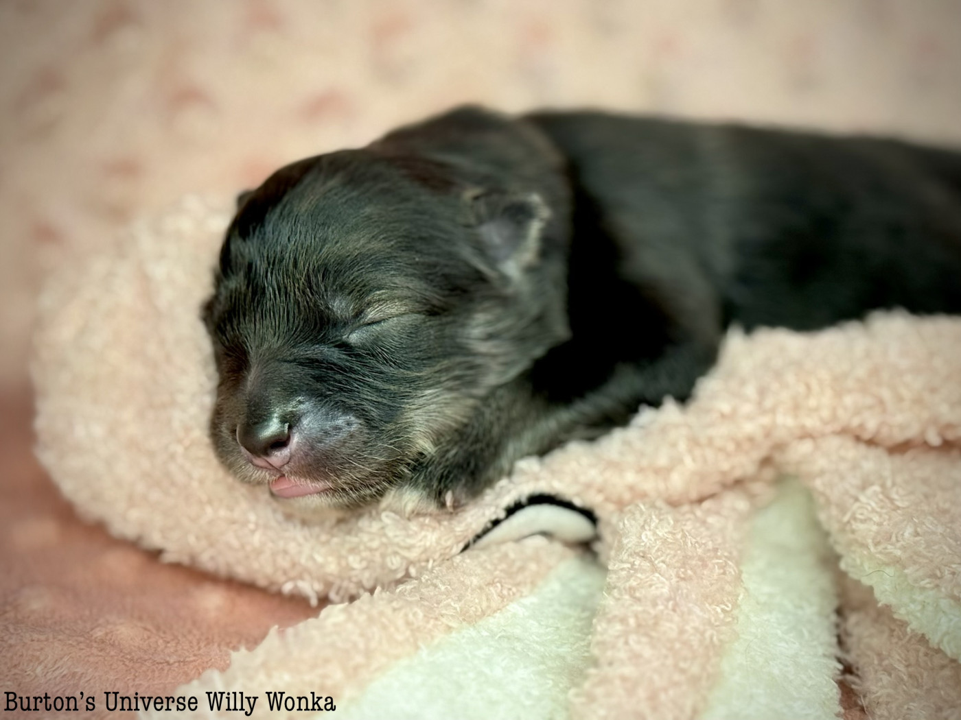 Des Rêves D'Heda - Chiots disponibles - Chien finnois de Laponie