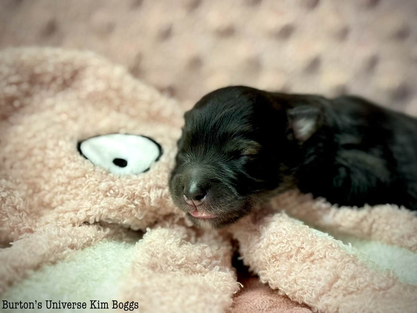 Des Rêves D'Heda - Chiots disponibles - Chien finnois de Laponie