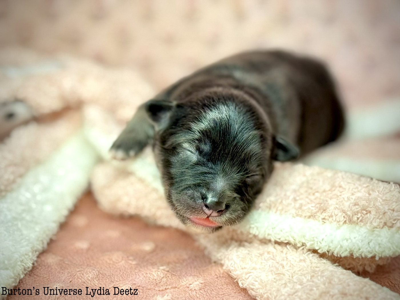 Des Rêves D'Heda - Chiots disponibles - Chien finnois de Laponie
