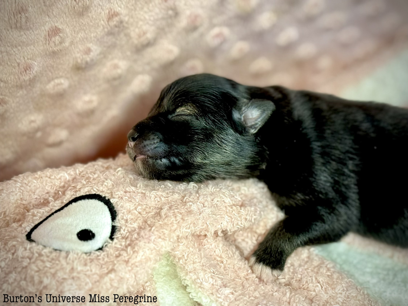 Des Rêves D'Heda - Chiots disponibles - Chien finnois de Laponie