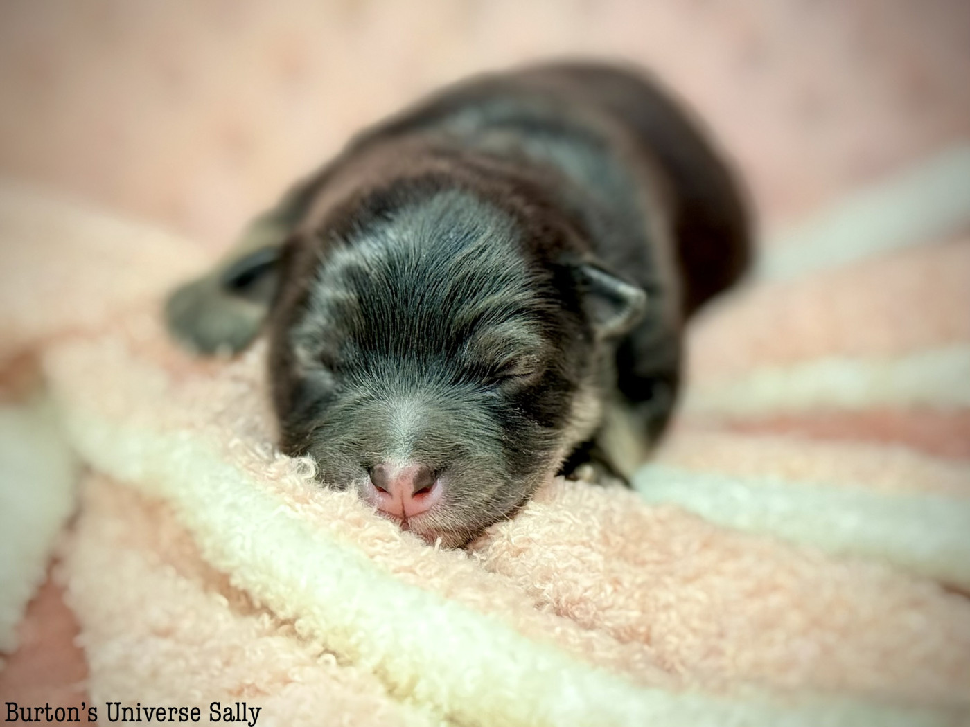 Des Rêves D'Heda - Chiots disponibles - Chien finnois de Laponie