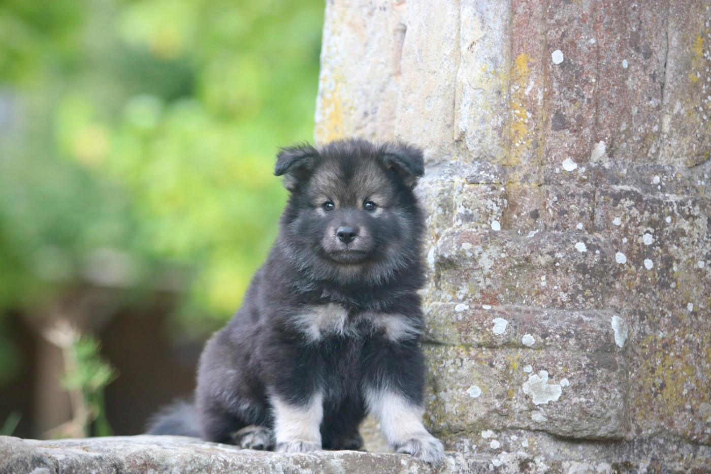 Des Rêves D'Heda - Chiots disponibles - Chien finnois de Laponie