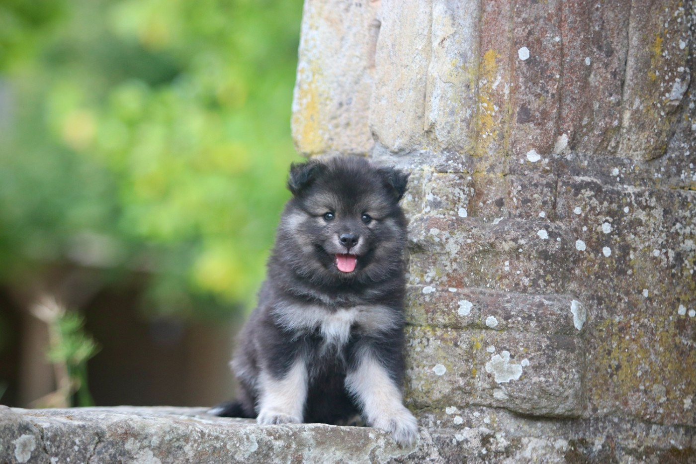 Des Rêves D'Heda - Chiots disponibles - Chien finnois de Laponie