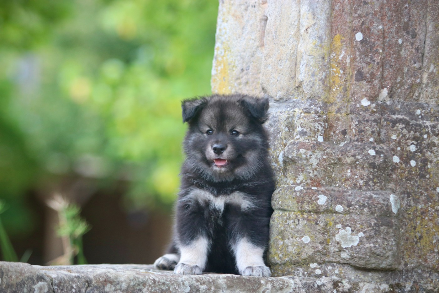 Des Rêves D'Heda - Chiots disponibles - Chien finnois de Laponie