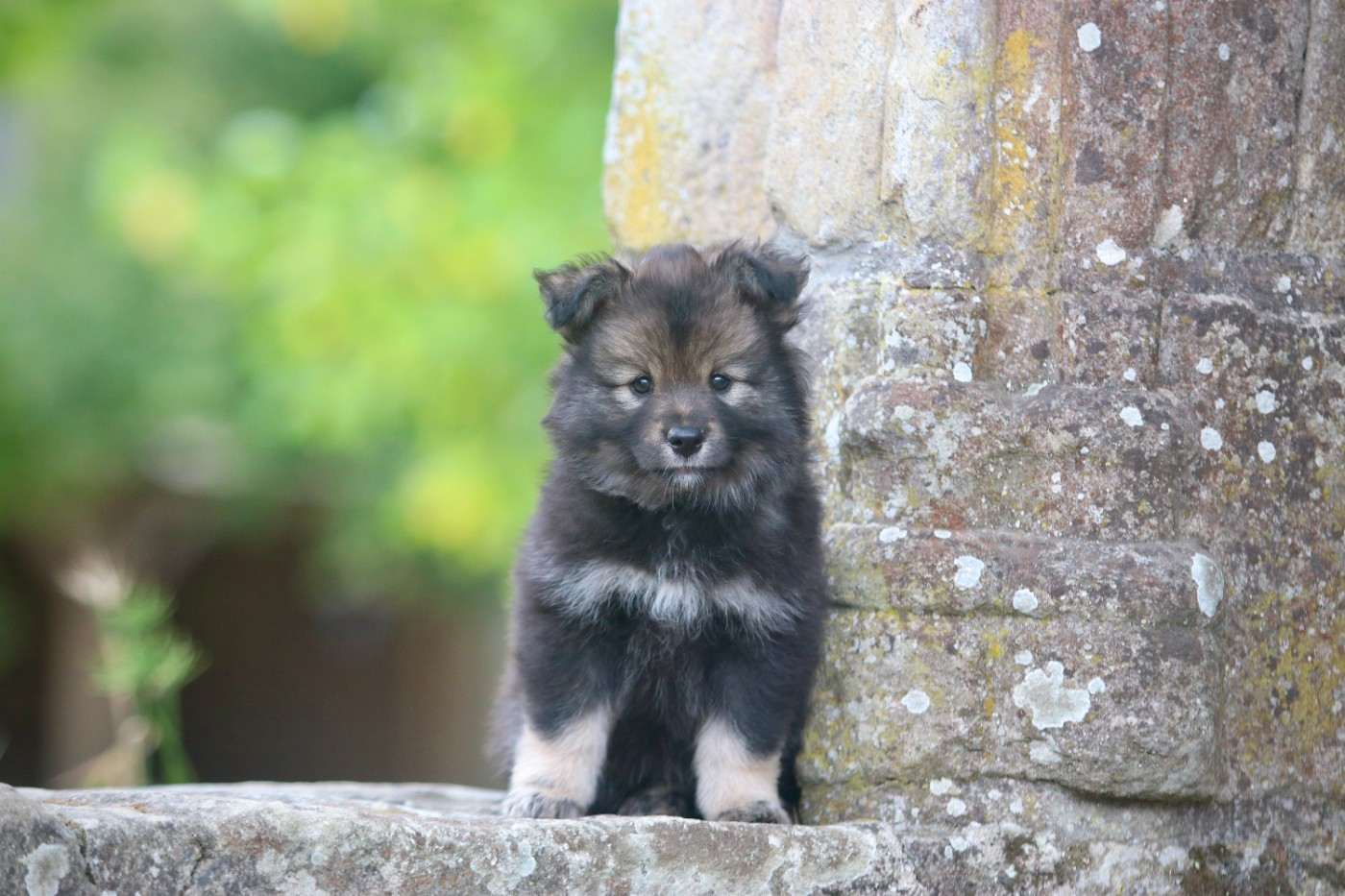 Des Rêves D'Heda - Chiots disponibles - Chien finnois de Laponie