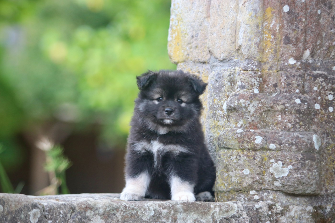 Des Rêves D'Heda - Chiots disponibles - Chien finnois de Laponie
