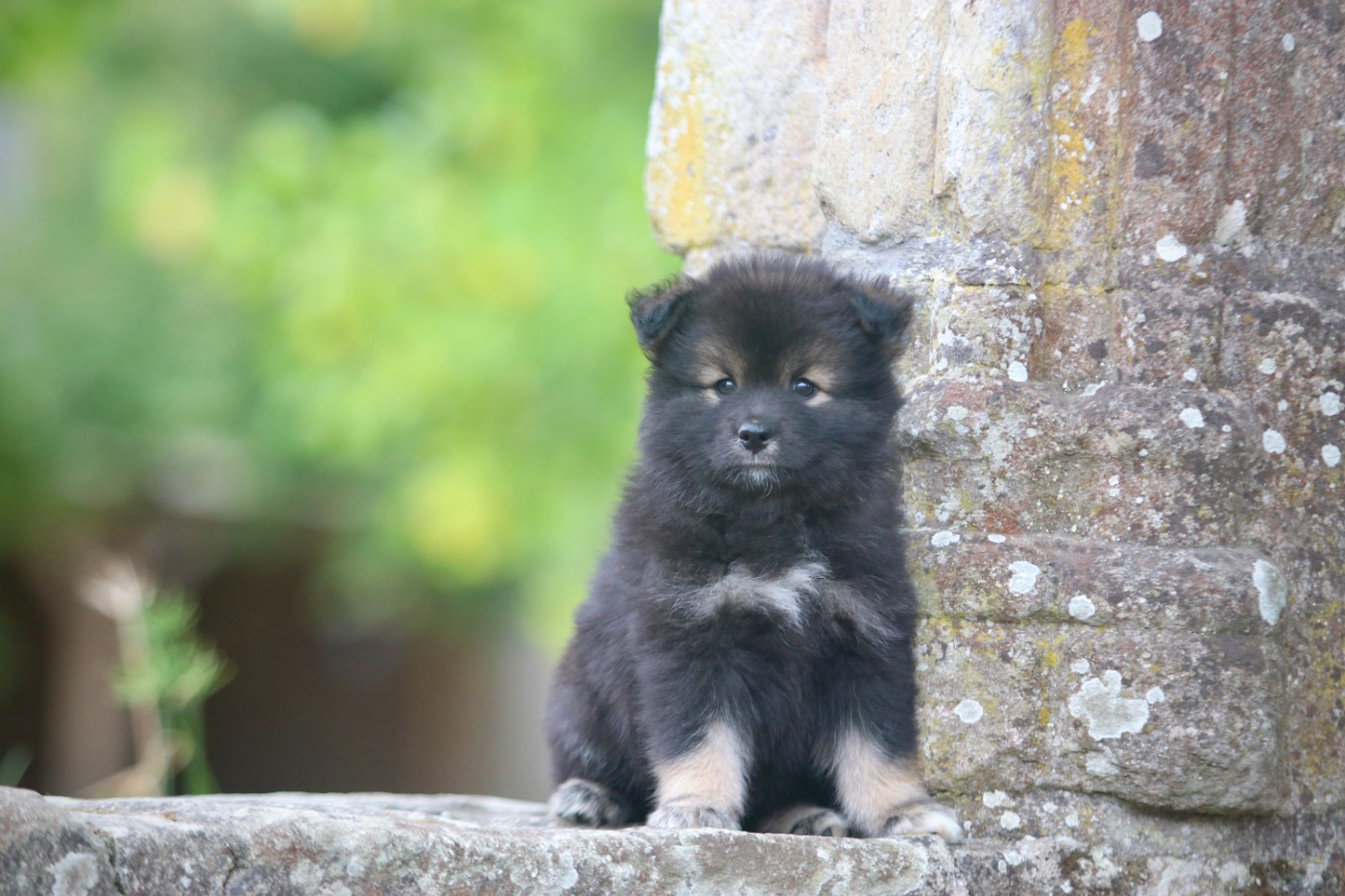 Des Rêves D'Heda - Chiots disponibles - Chien finnois de Laponie