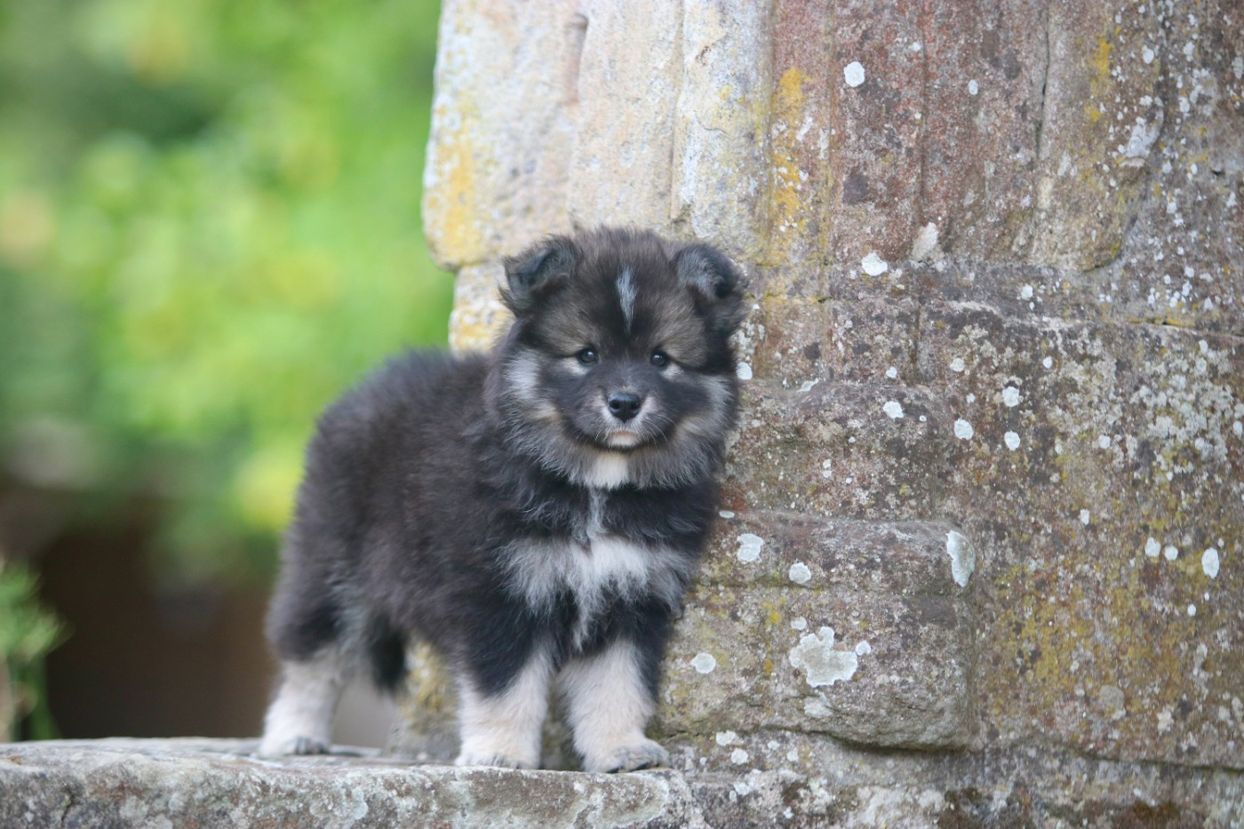 Des Rêves D'Heda - Chiots disponibles - Chien finnois de Laponie