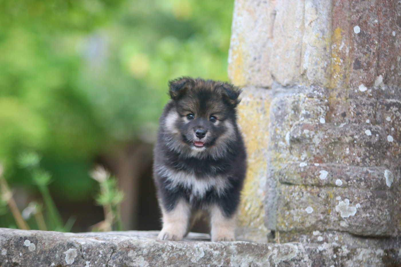 Des Rêves D'Heda - Chiots disponibles - Chien finnois de Laponie